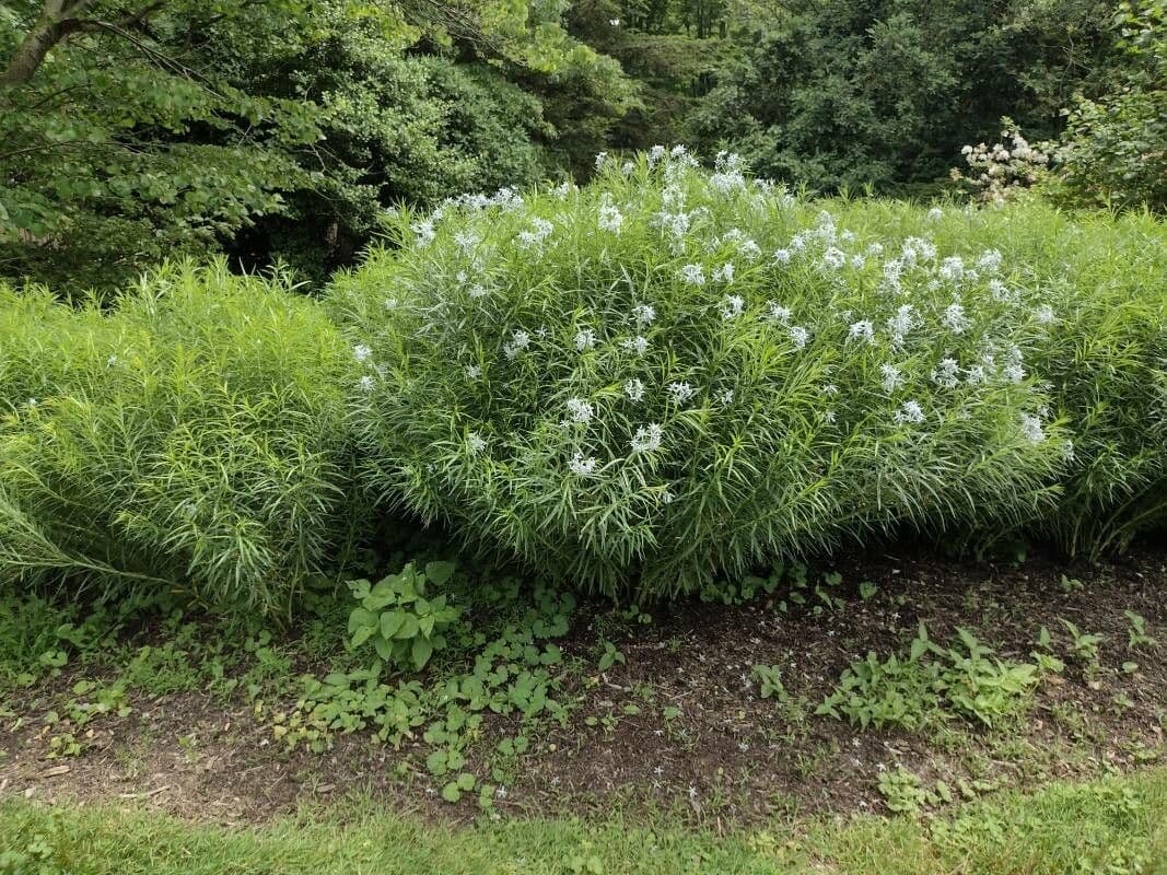 Amsonia cigliata 11
