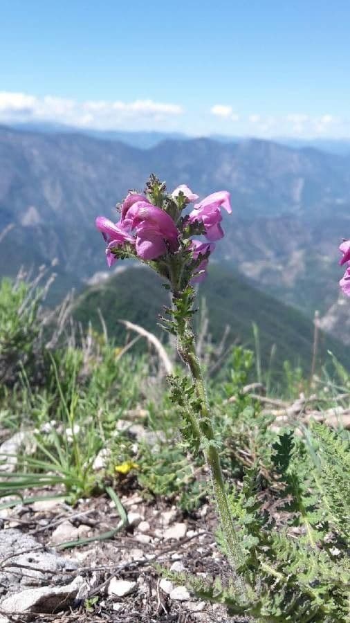 Pedicularis gyroflexa 6