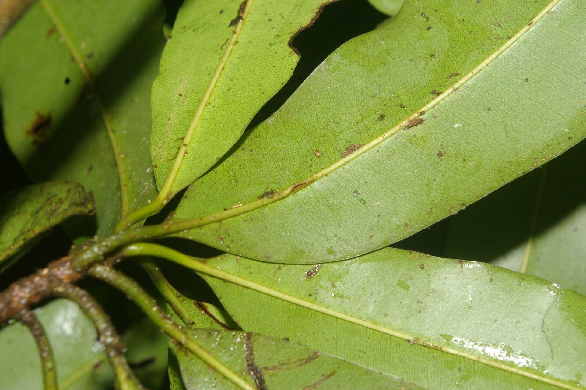 Manilkara 5