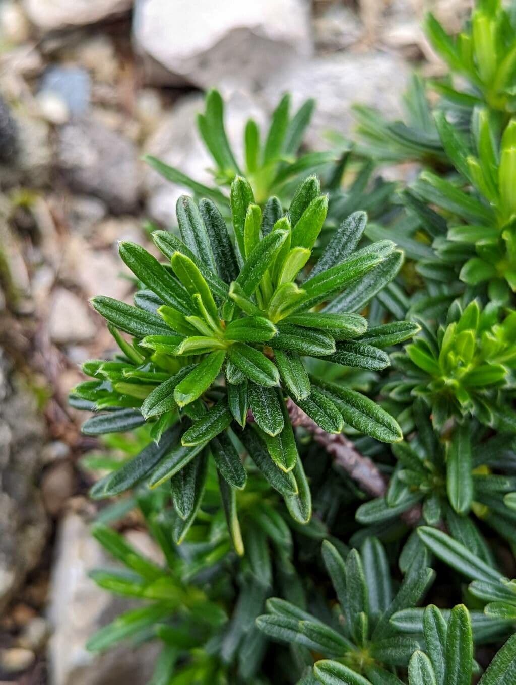 Difenbaachie 11