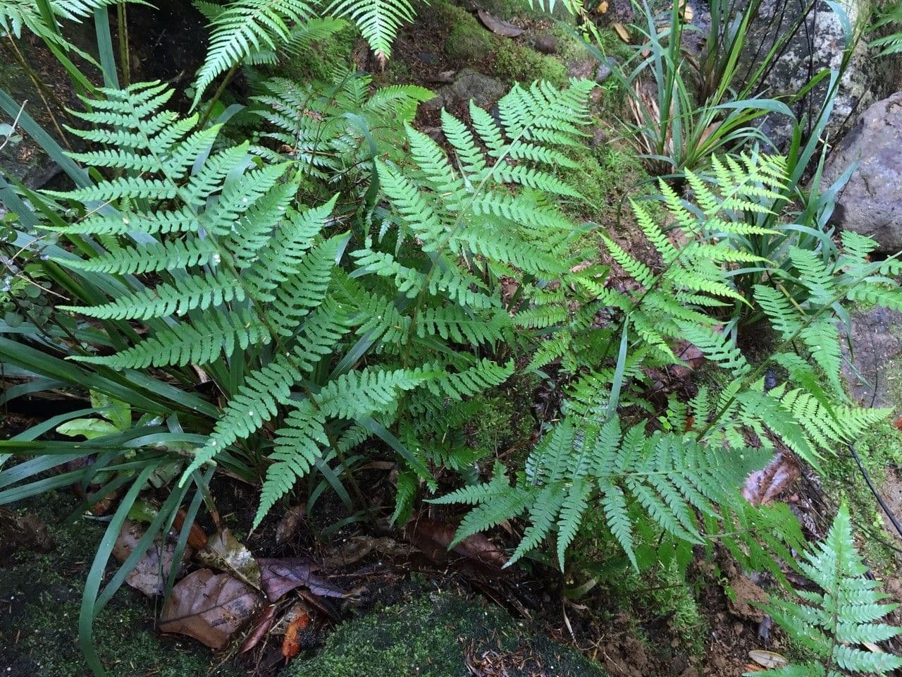 Deparia petersenii 5
