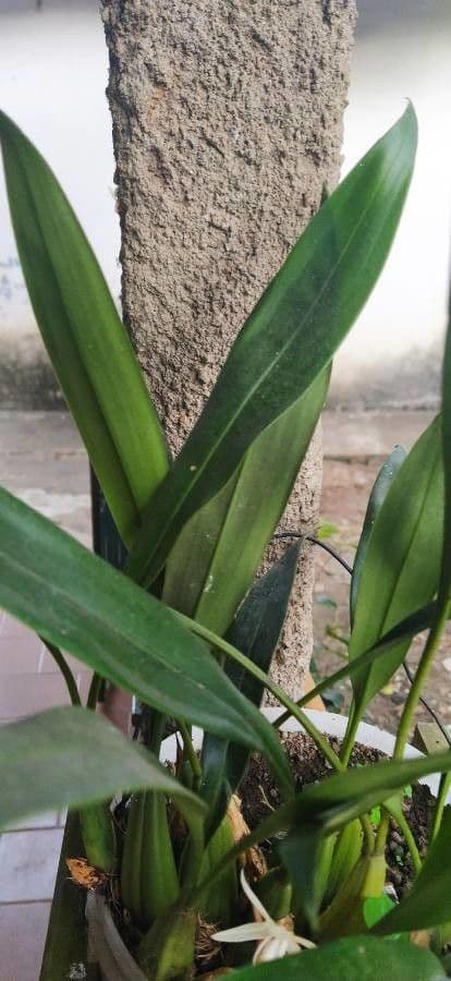 Coelogyne flaccida 11