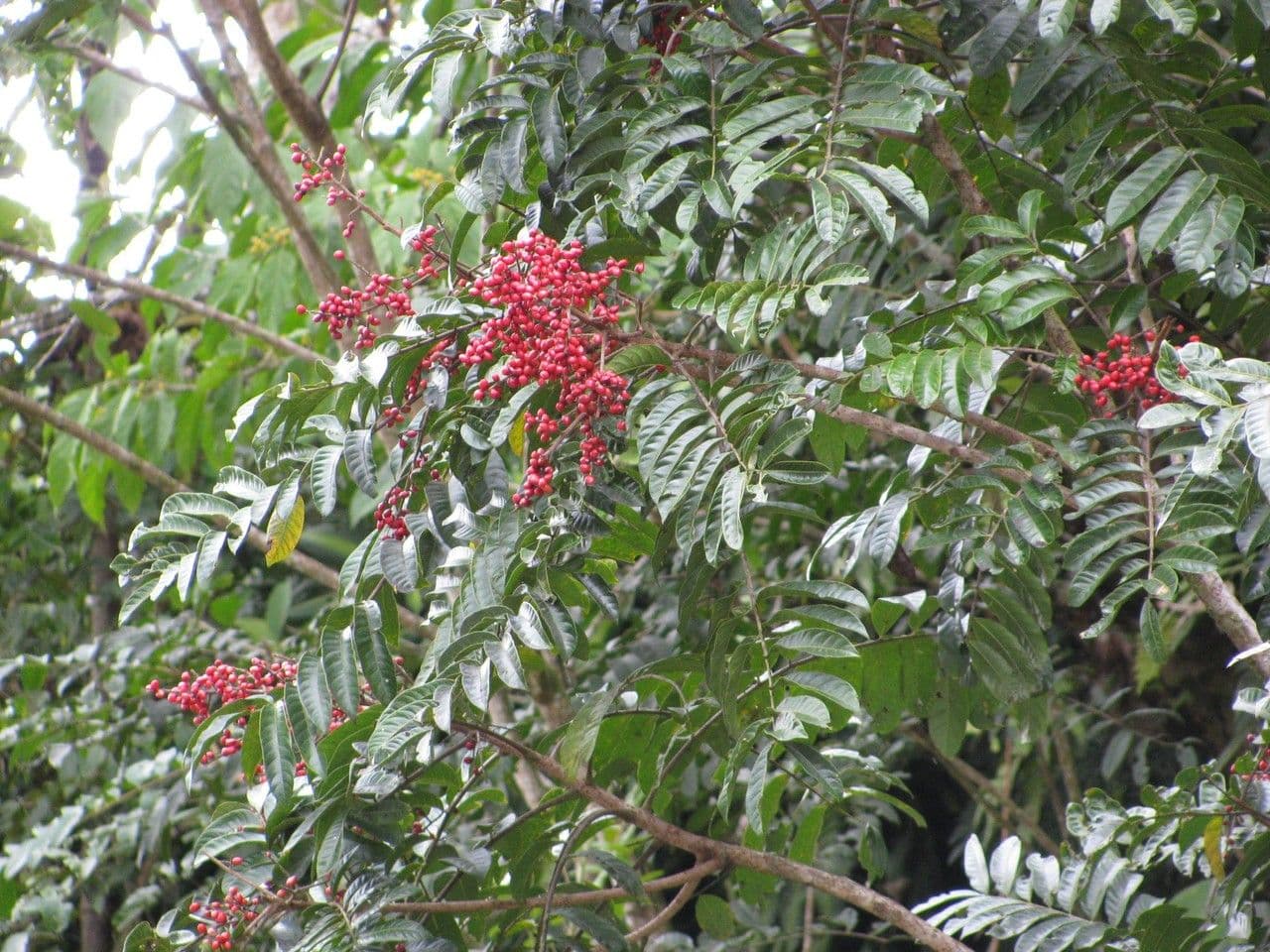 Mosquitoxylum 8