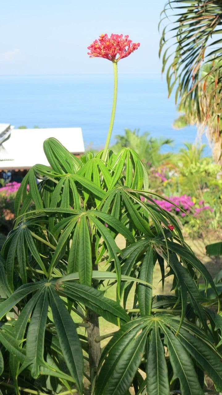 Pianta di corallo 29