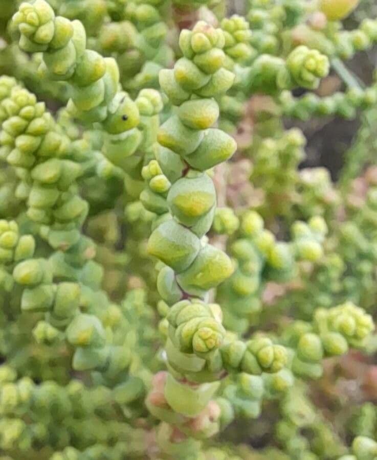 Allenrolfea 2