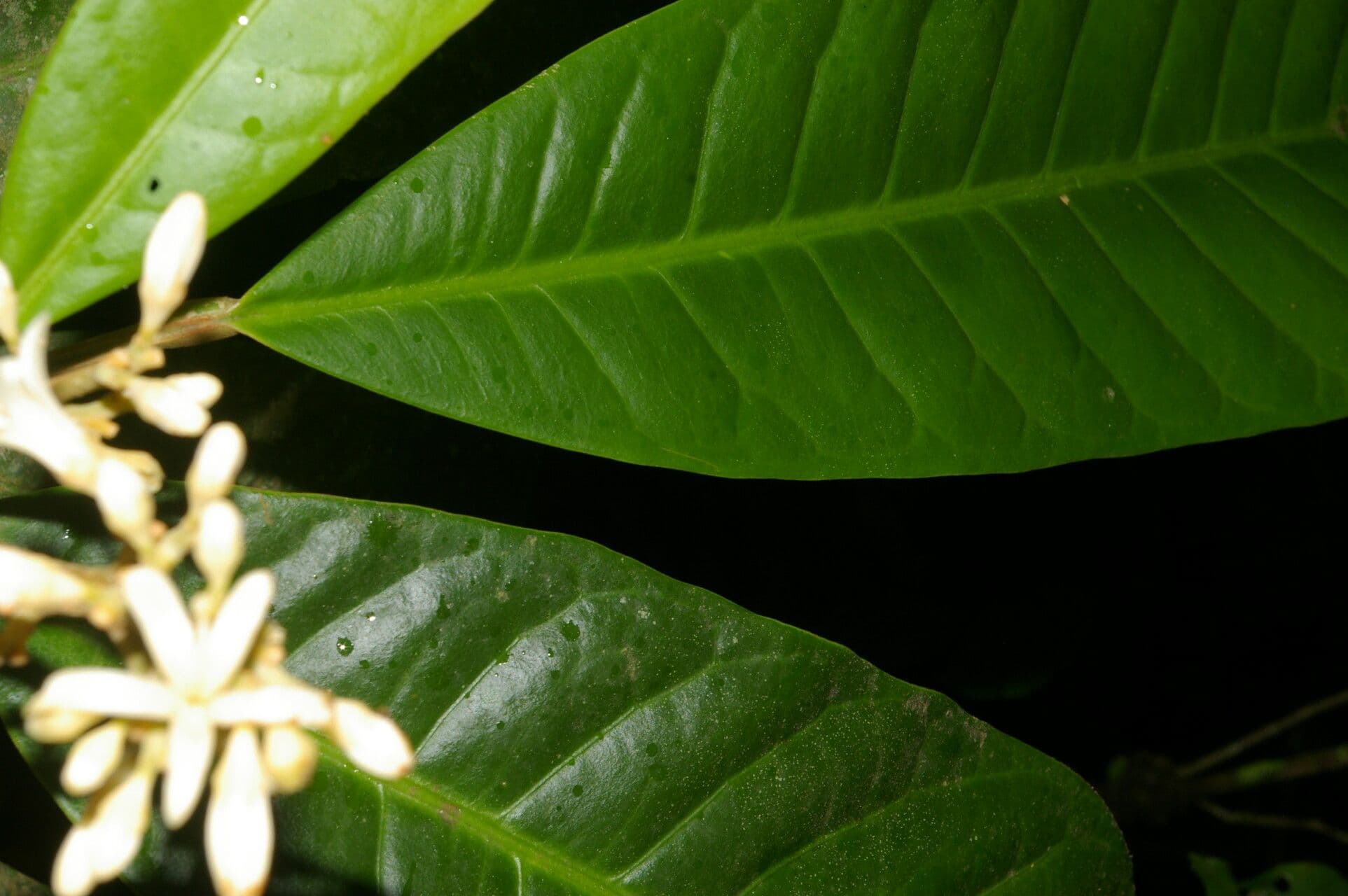 Conchocarpus 15