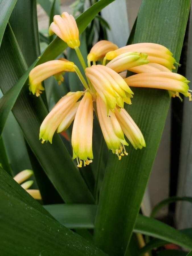 Clivia 2