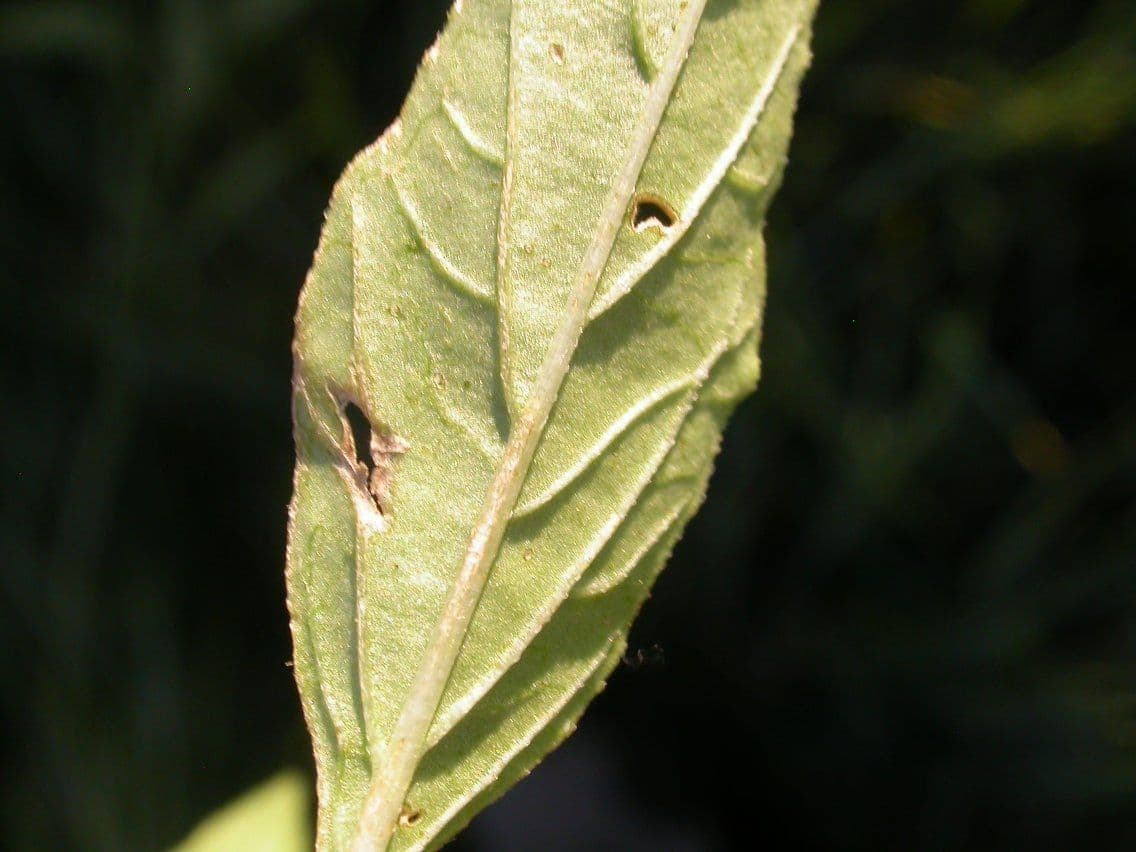 Physalis pumila 8