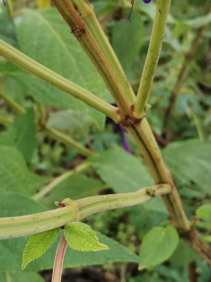 Dichtblütige Salbei 12