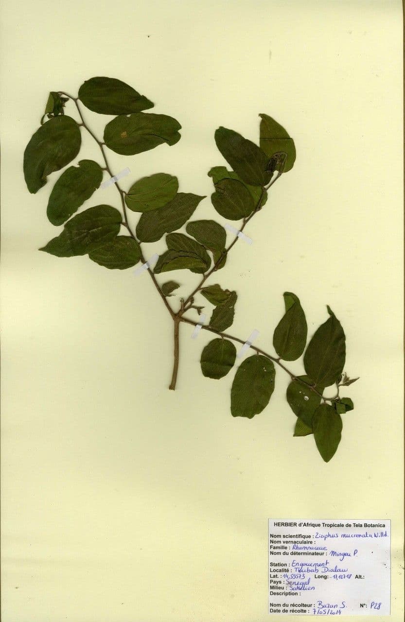 Giuggiolo spinoso 11