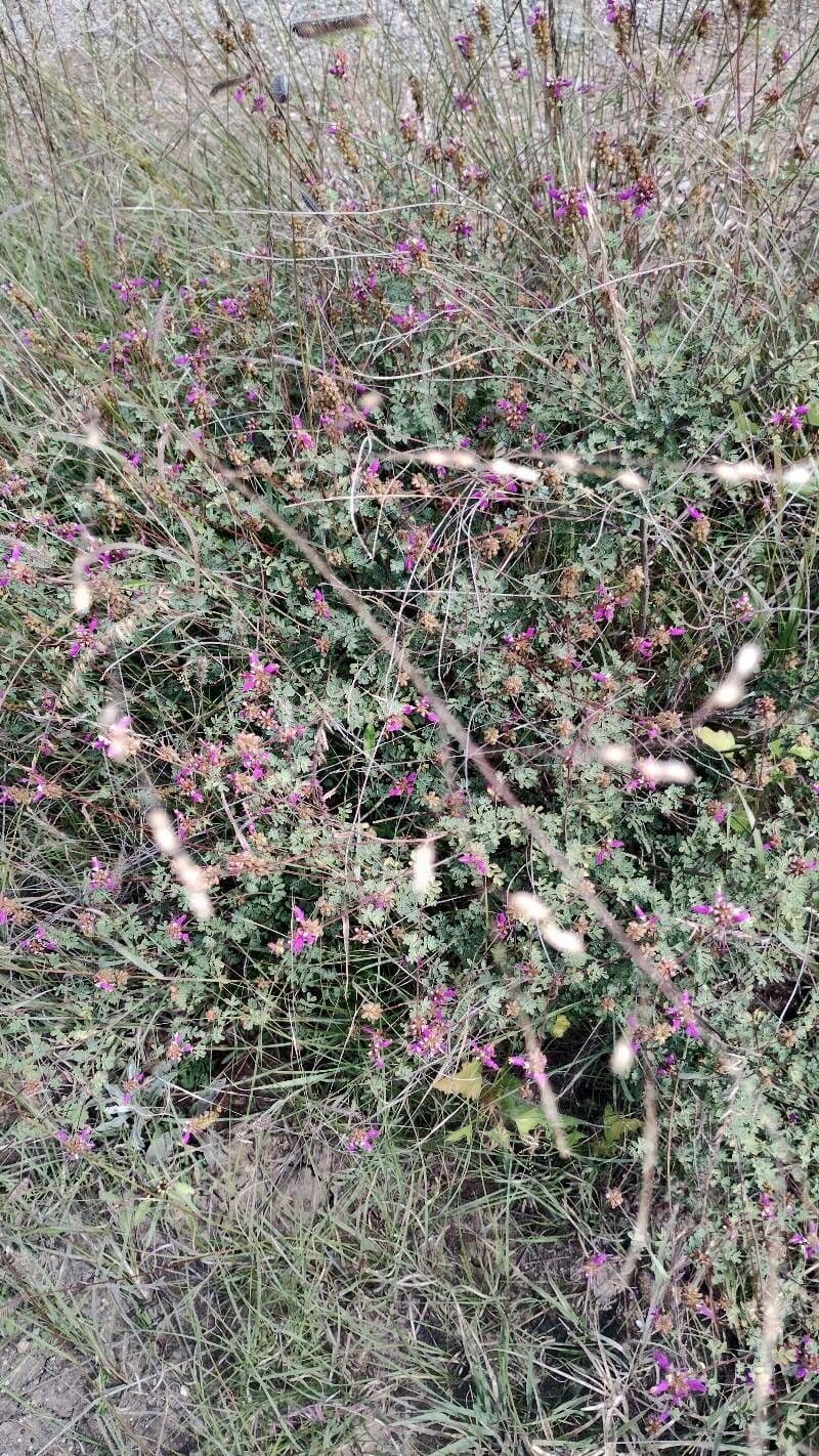 Dalea 3