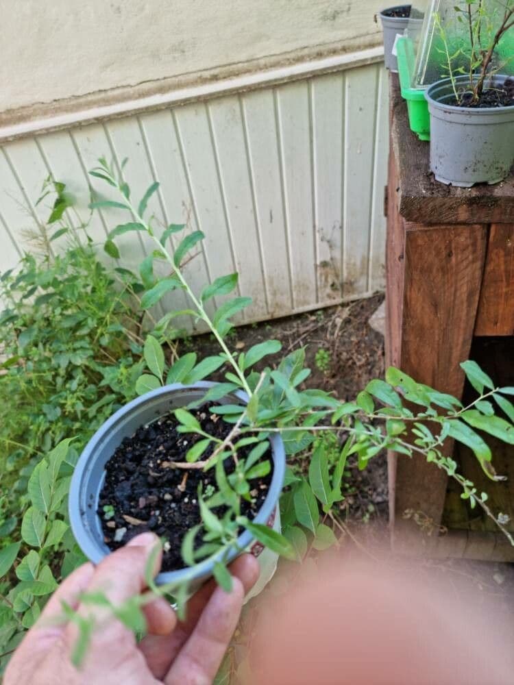 Buddleja 14