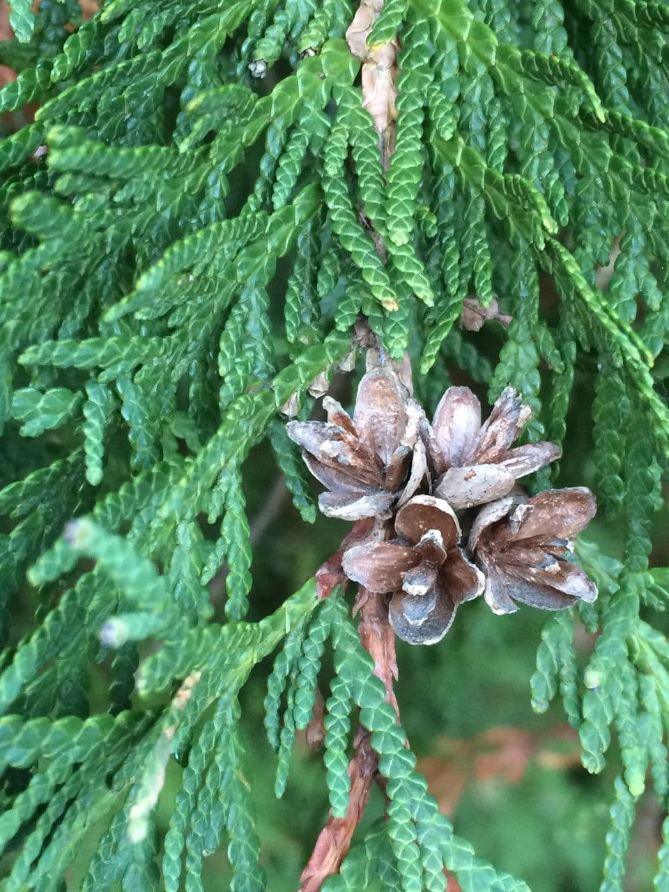 Northern white-cedar 5