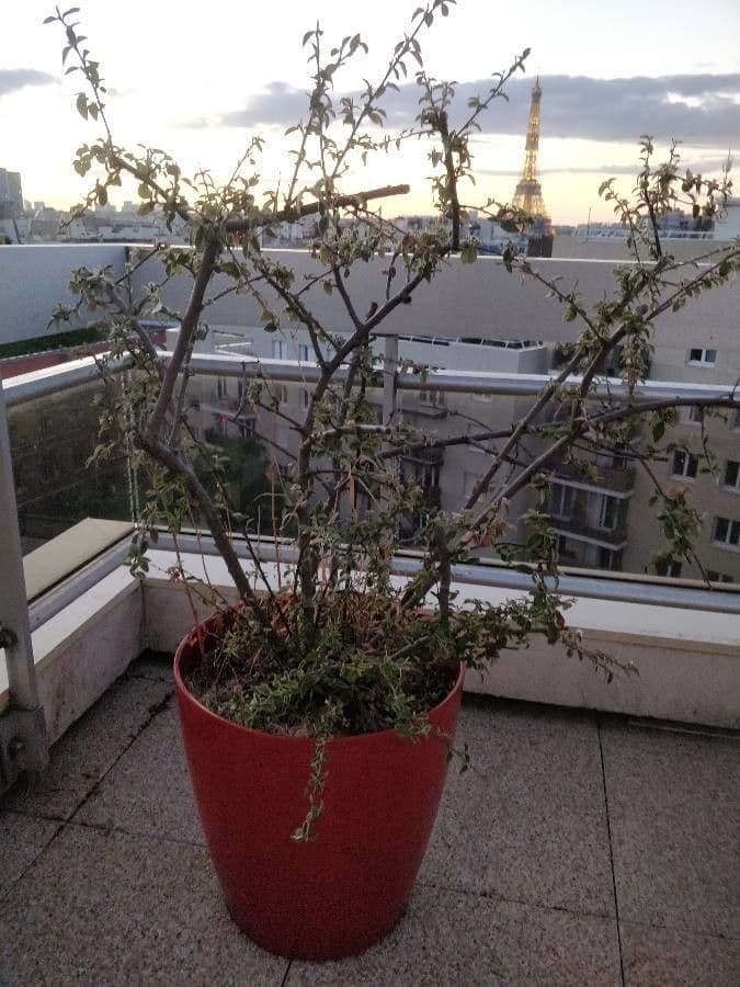 Cotonéaster cotoneaster 13