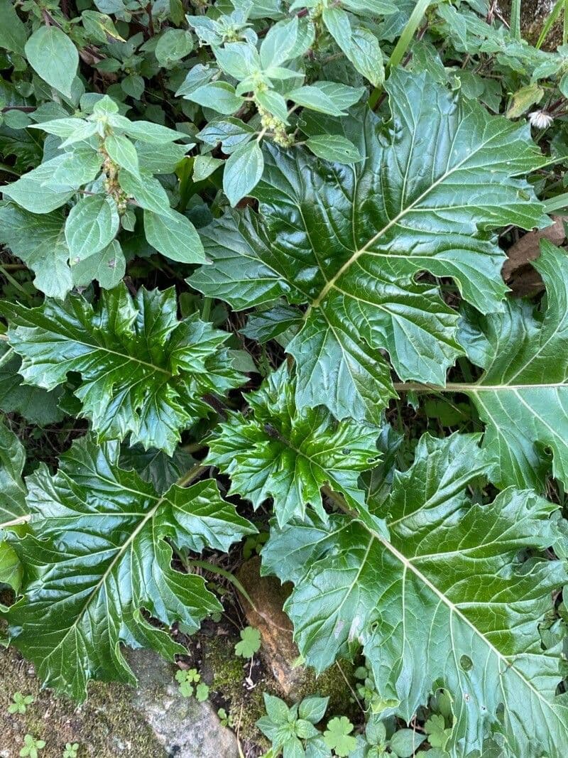 Acantho spinoso 17