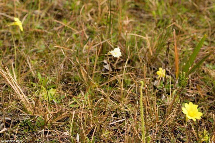Pinguicula lutea 9