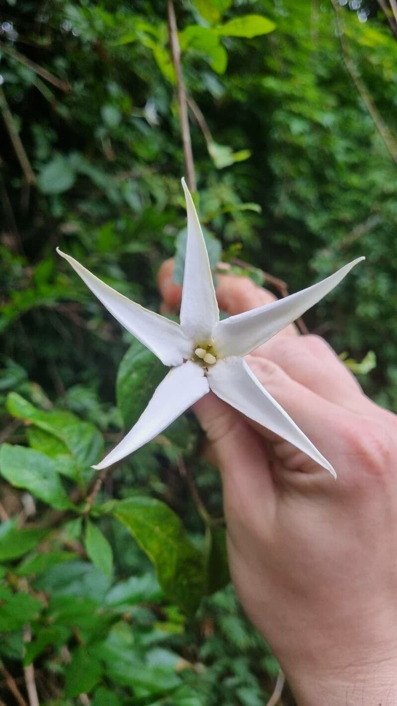 Rosenbergiodendron 3