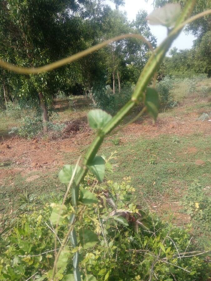 Cissus 30