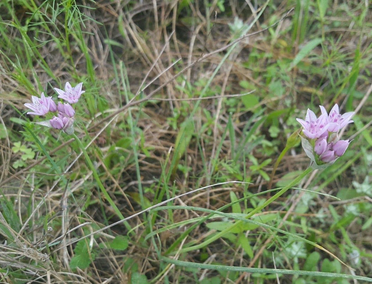Cebula Drummonda