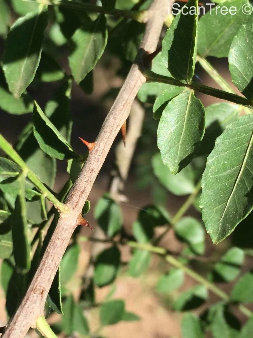 Zanthoxylum 16