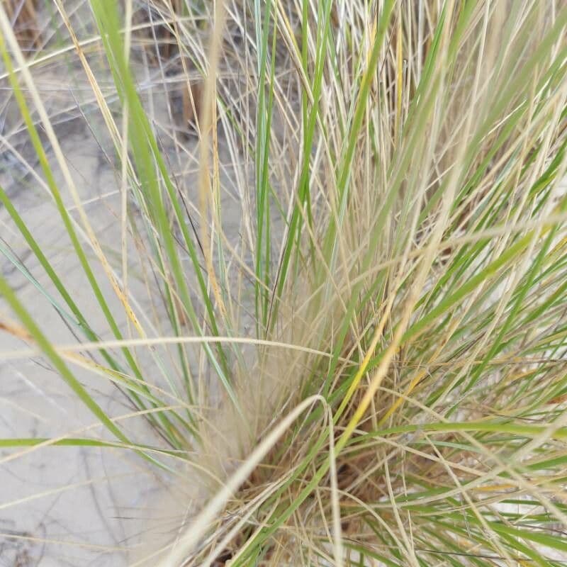 American beach grass 18