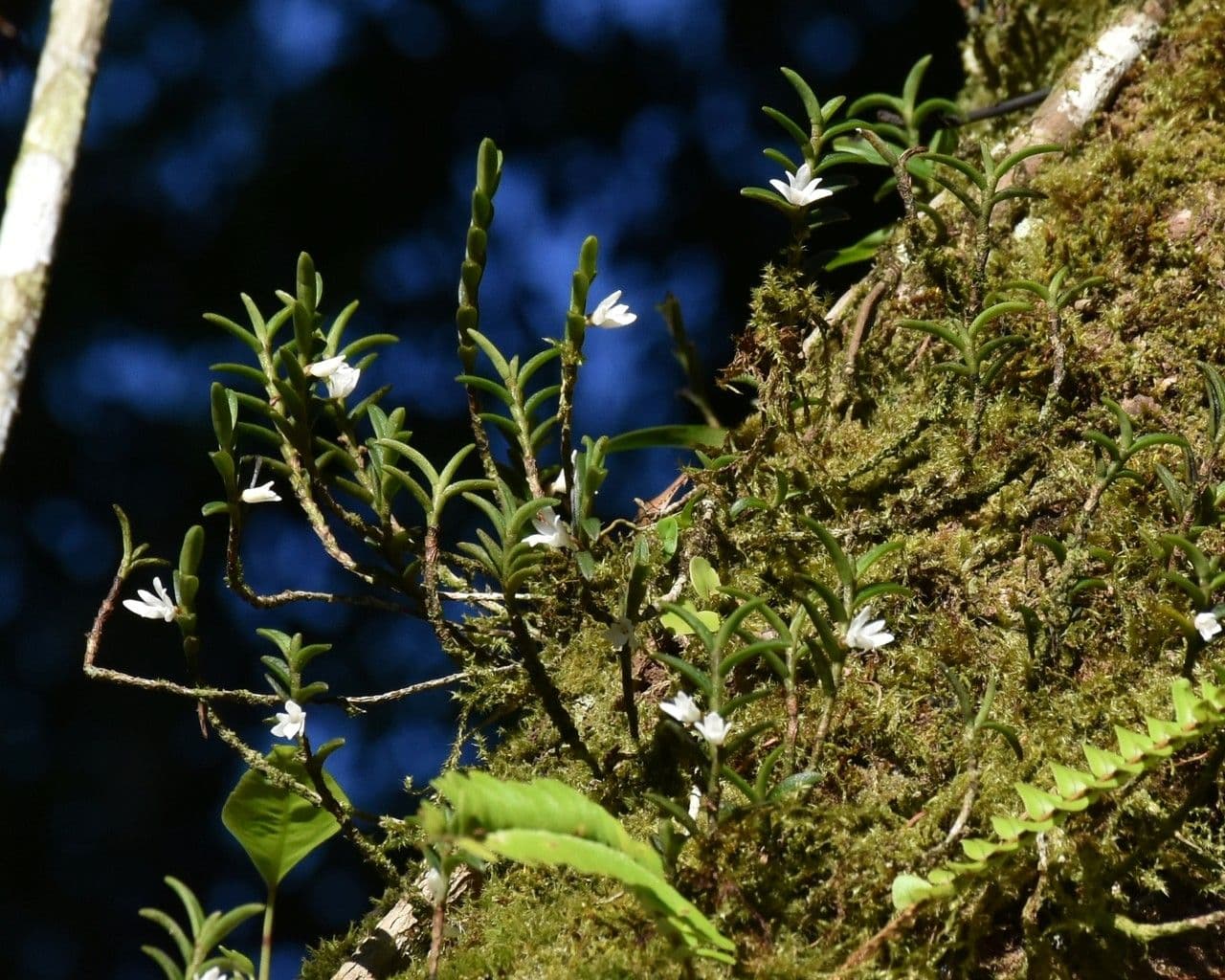 Angraecum 12