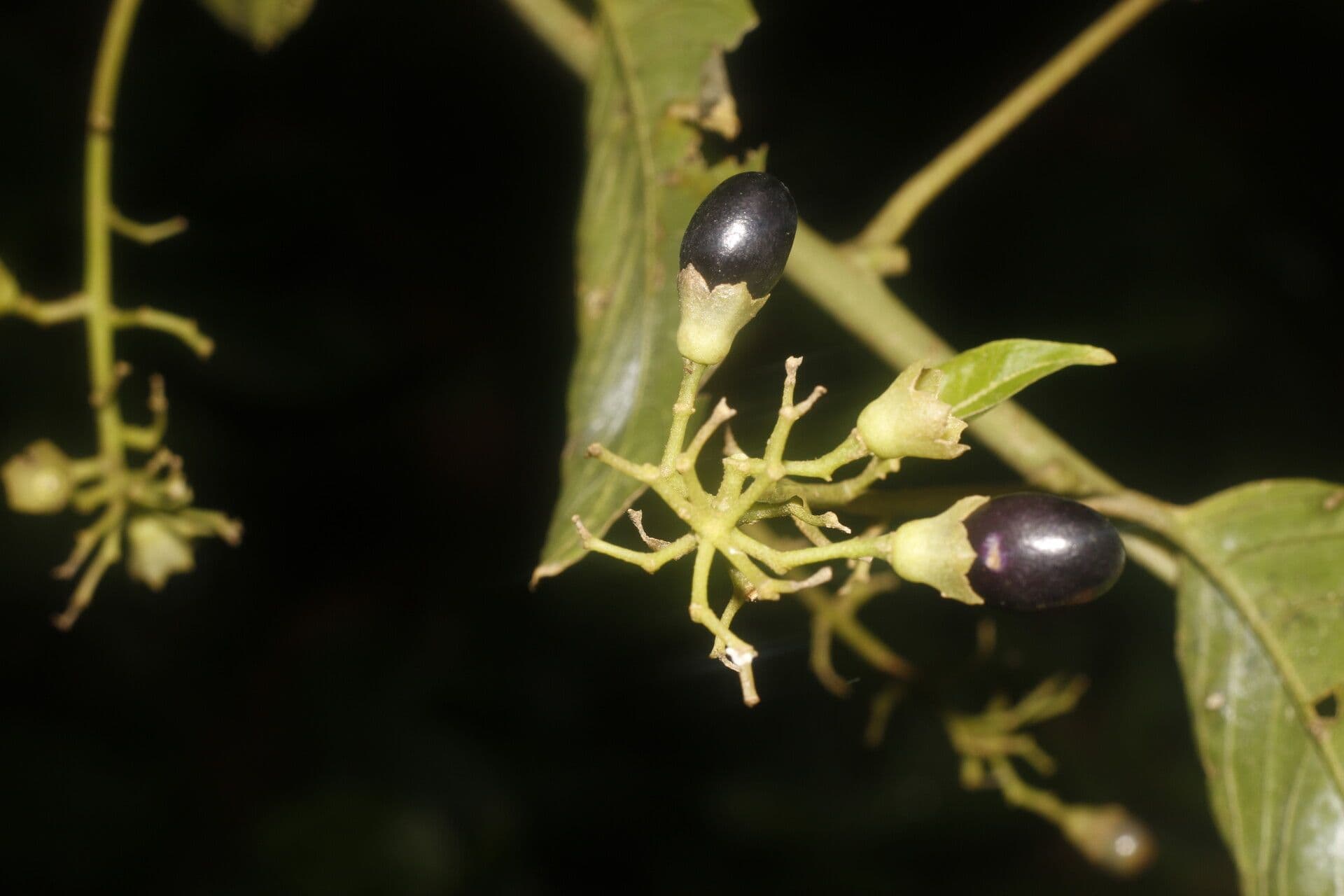 Cestrum 9