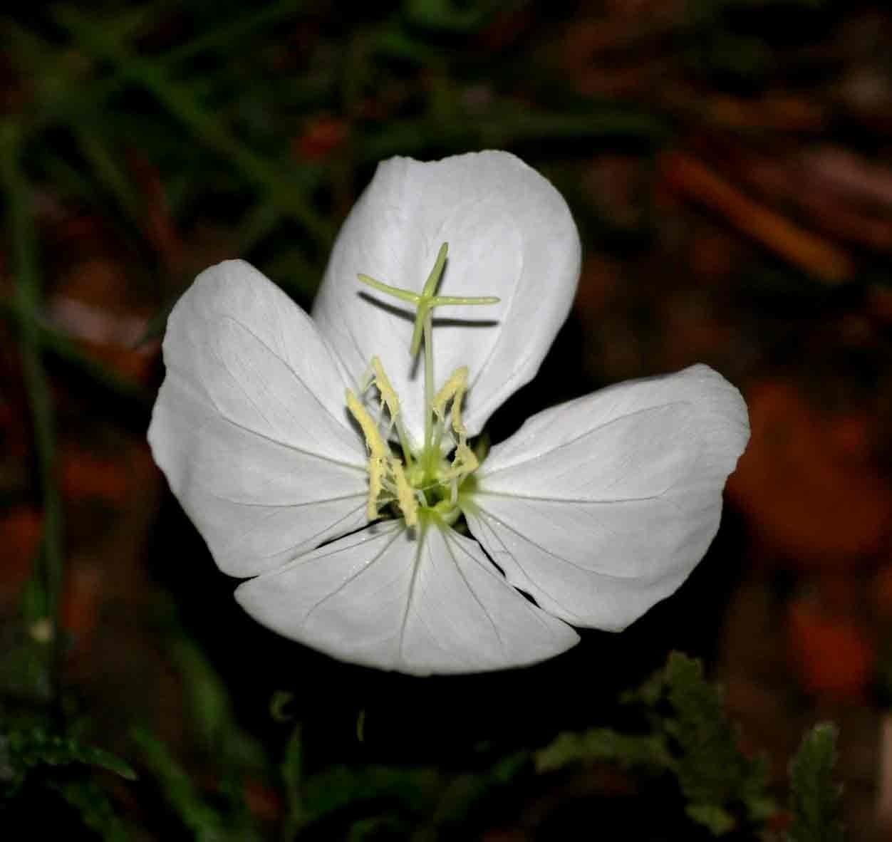 Enagra 3