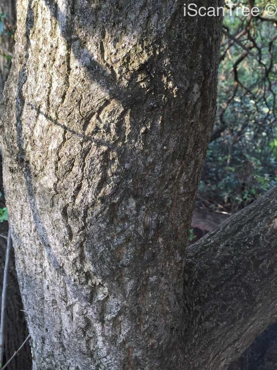 Galpinia 25