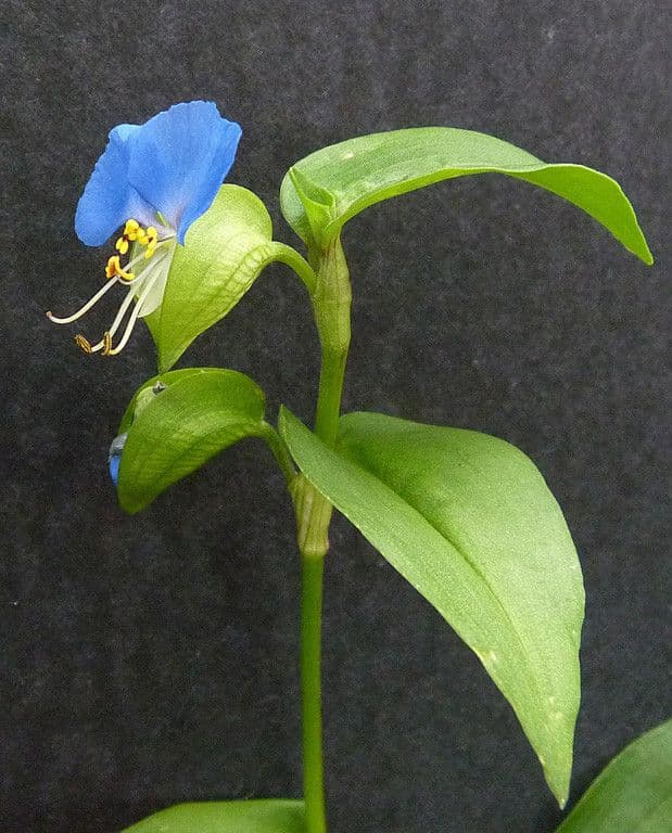 Commelina comune 30