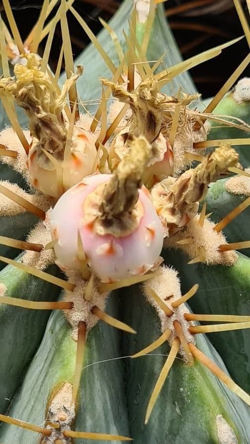 Cactus