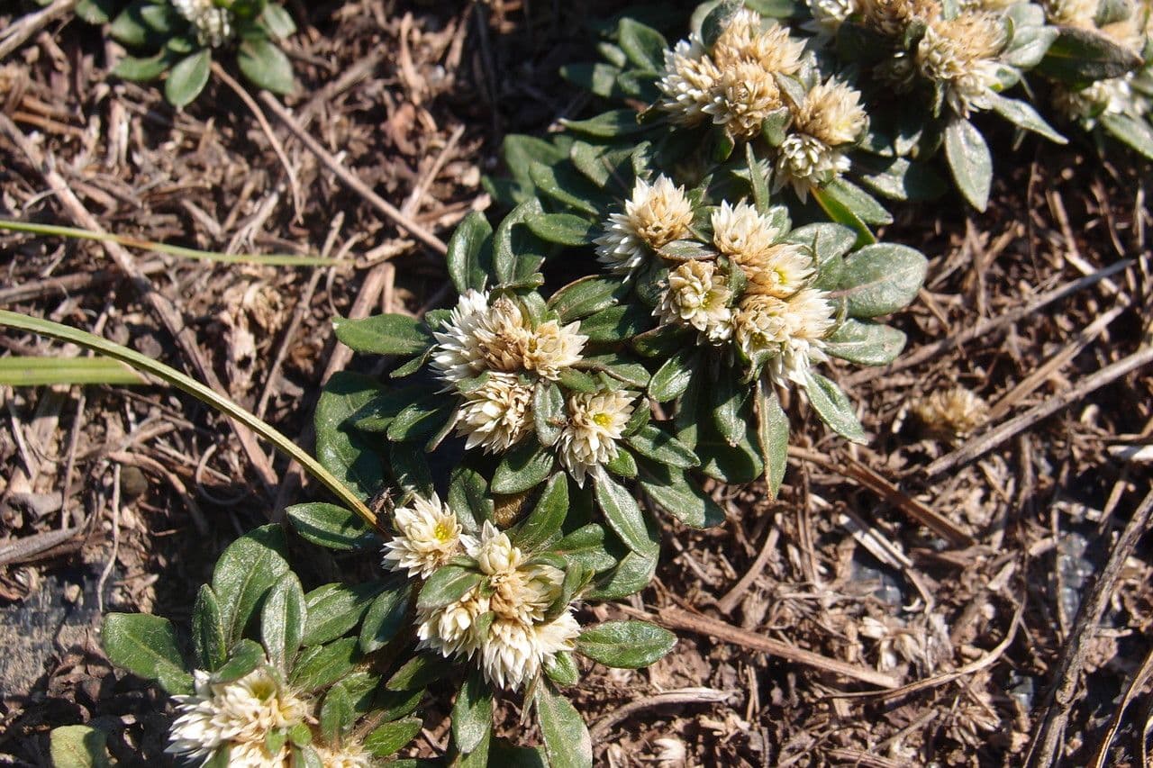 Glatte Bodendecker-Amaranth 3