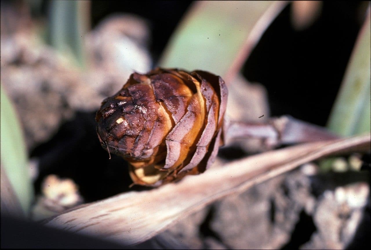 Welwitschia 3