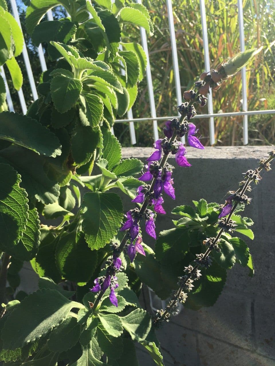 Coleus barbato 7
