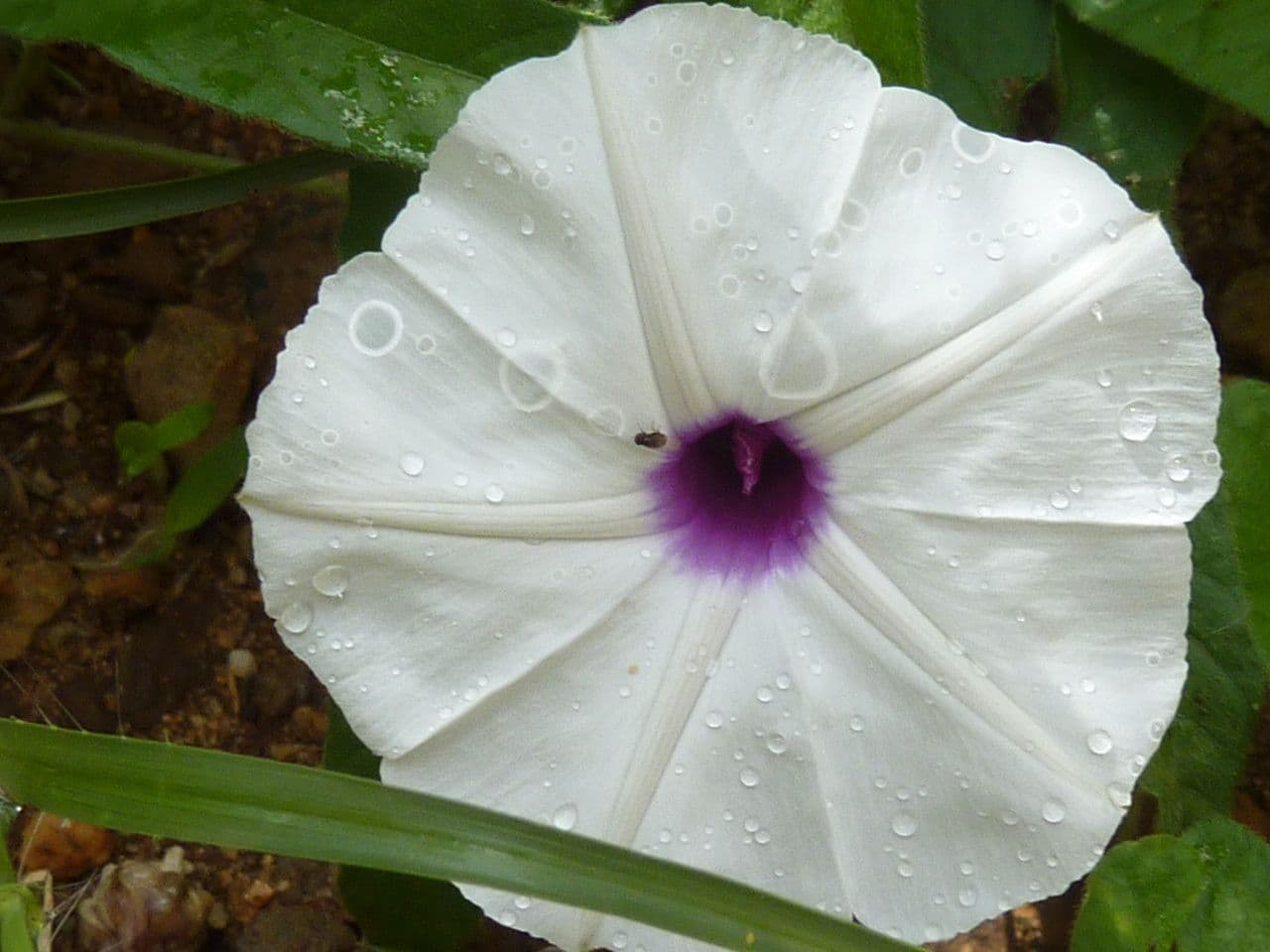 Ipomea