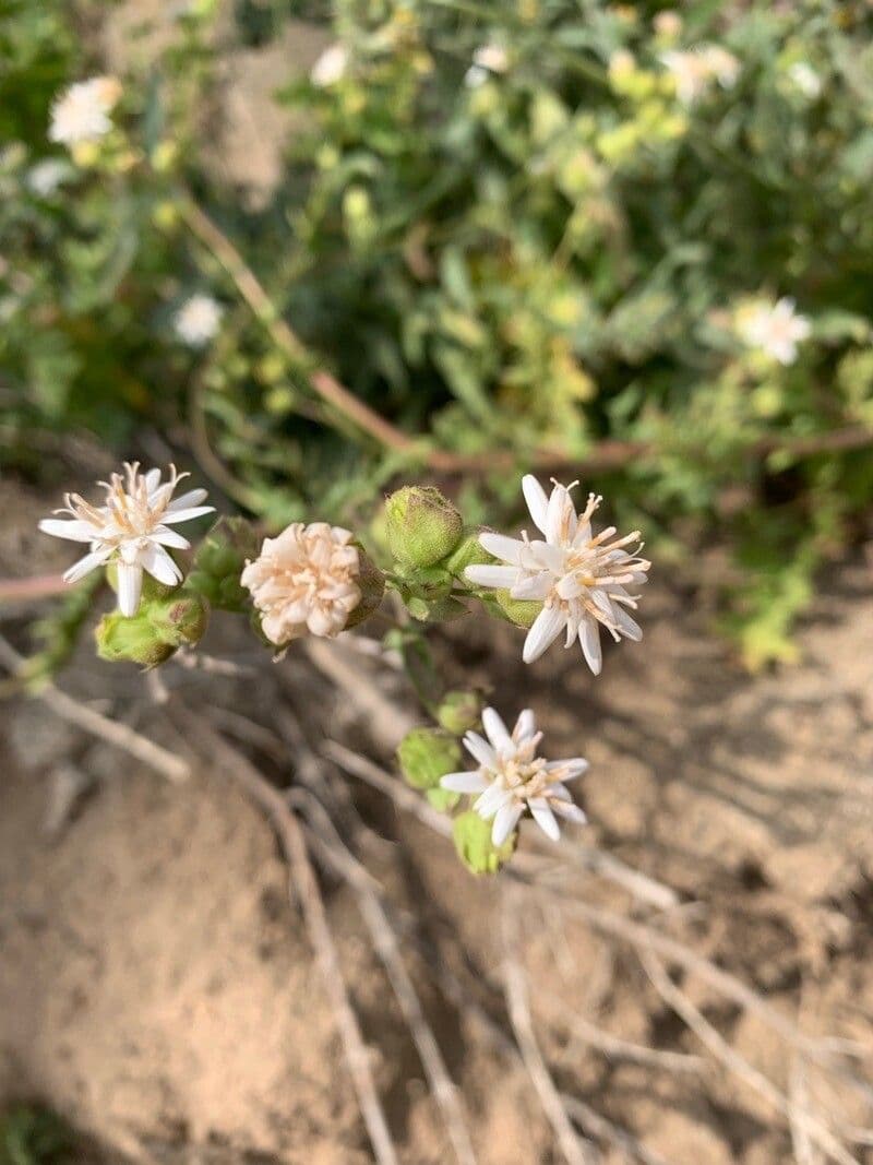 Adenostemma 4