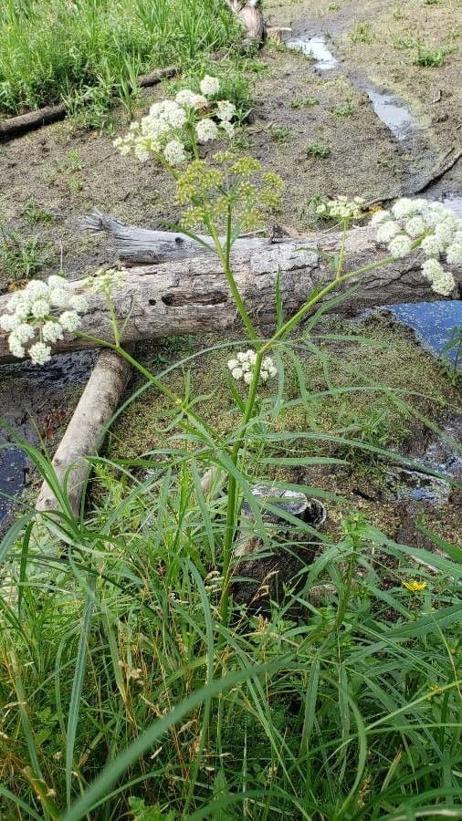 Pastinaca d'acqua 12