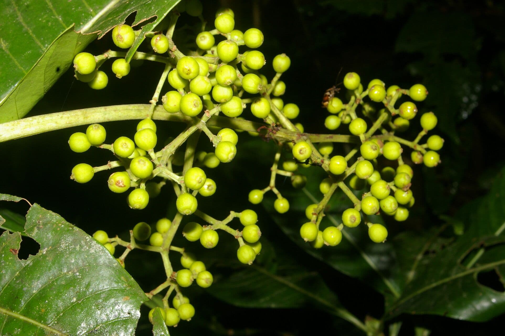 Große Psychotria 17
