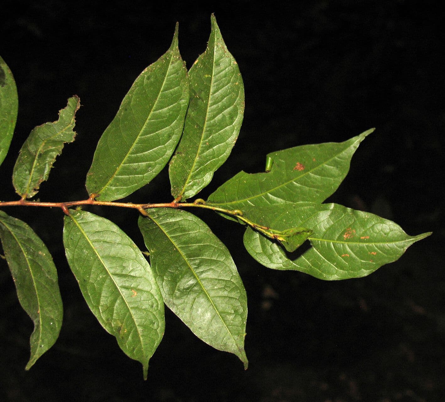 Hirtella 2