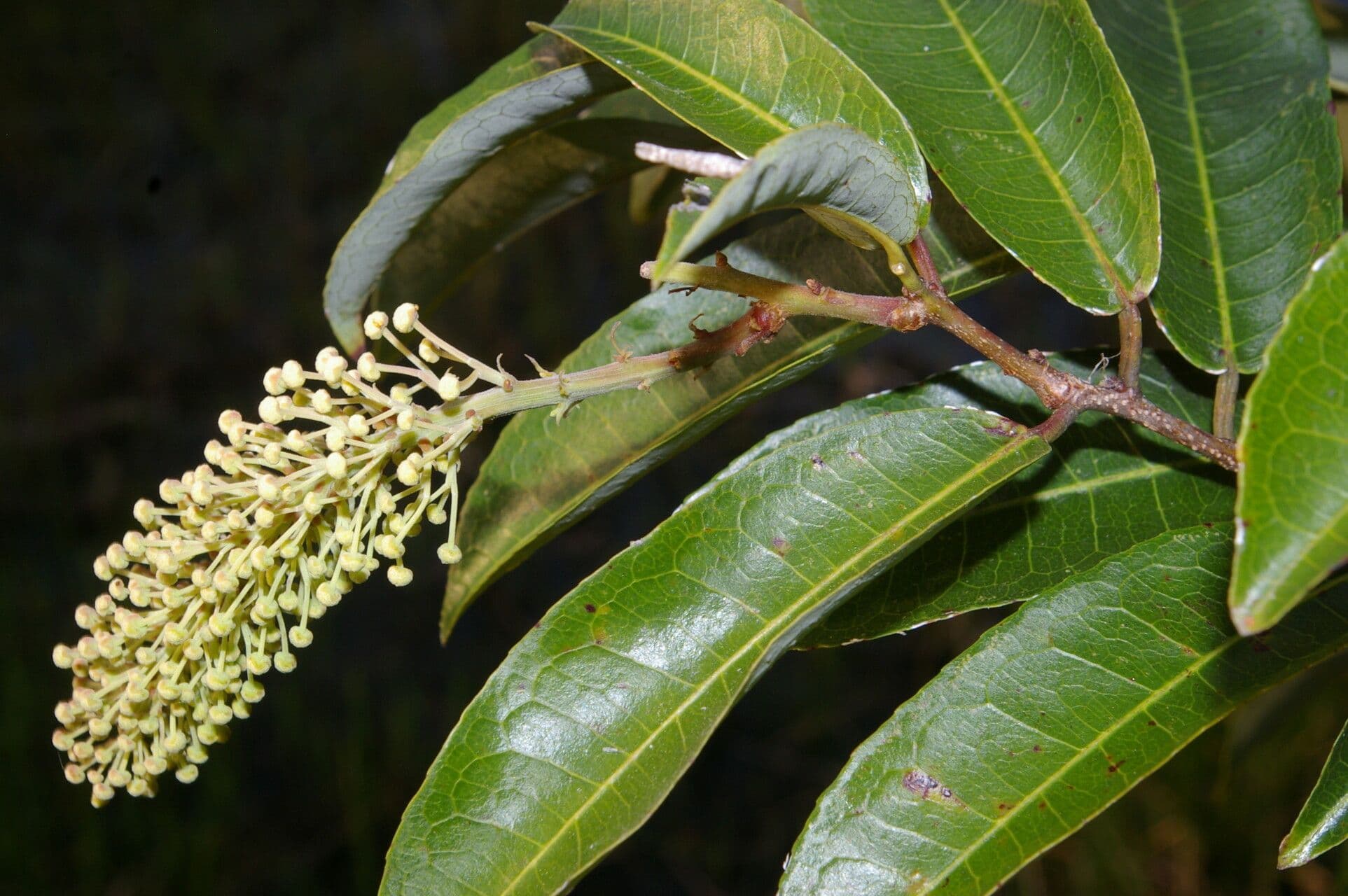 Mabea occidentale 3