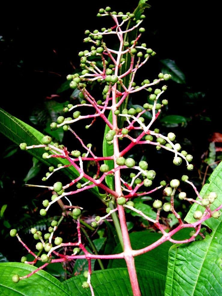 Miconia 17