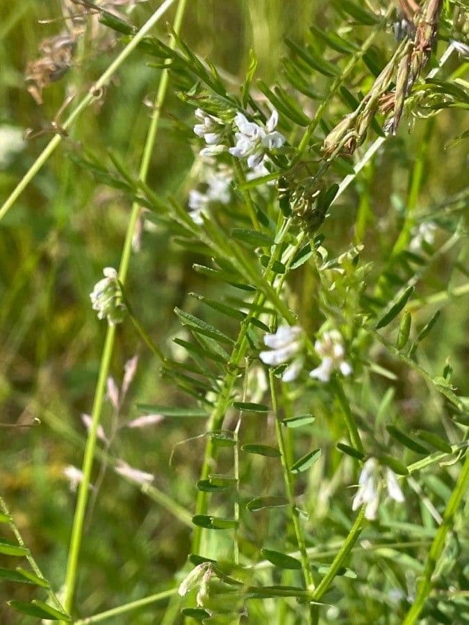 Vesce à petites fleurs 19