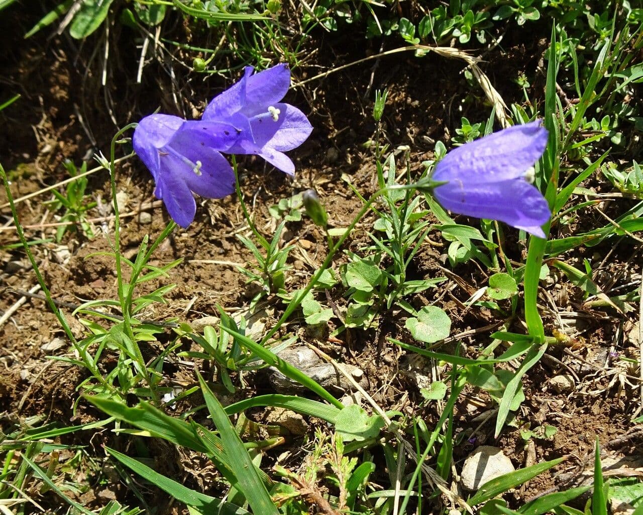Campanula di Scheuchzer 14