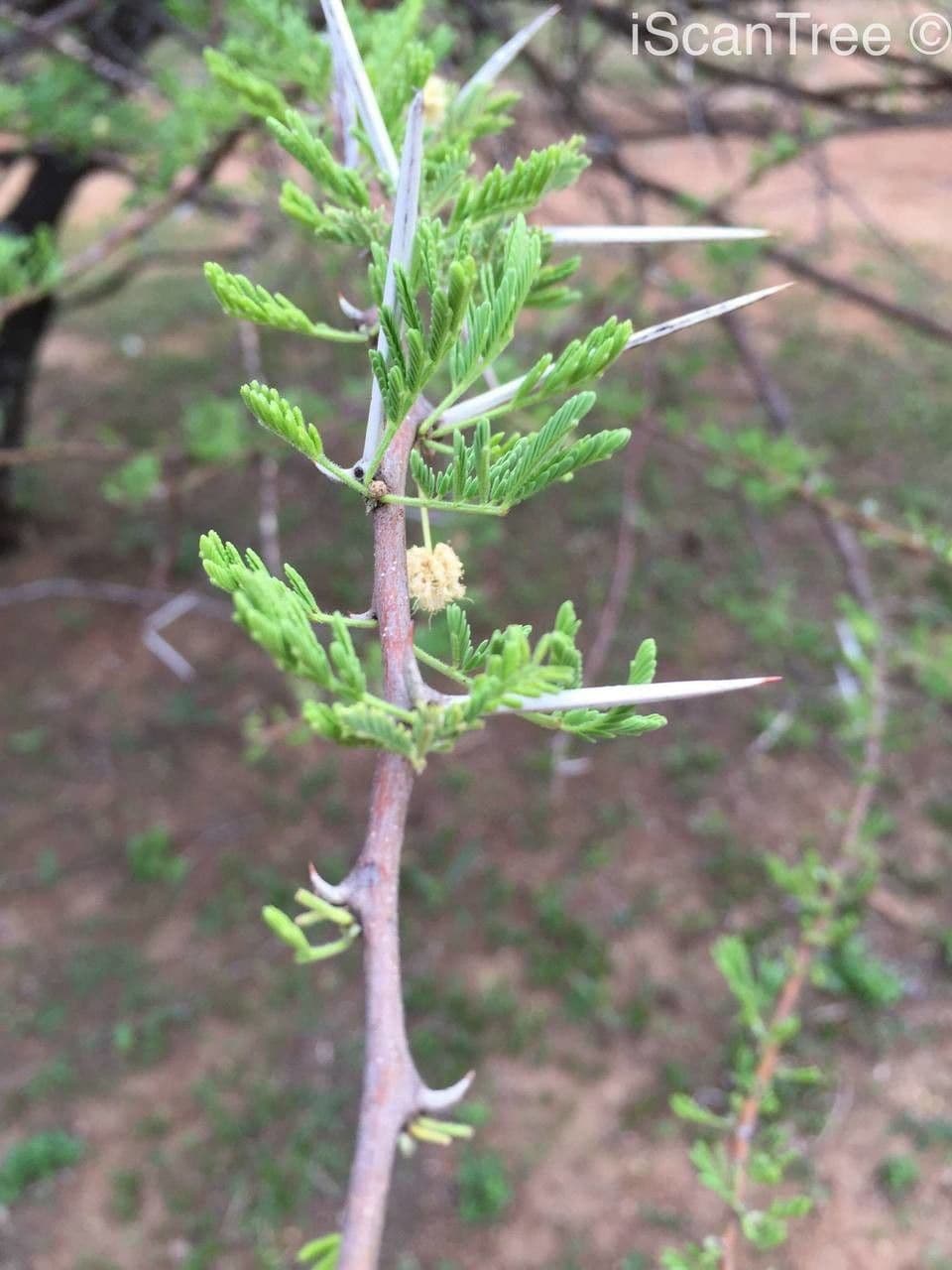 Acacia tortuosa 19