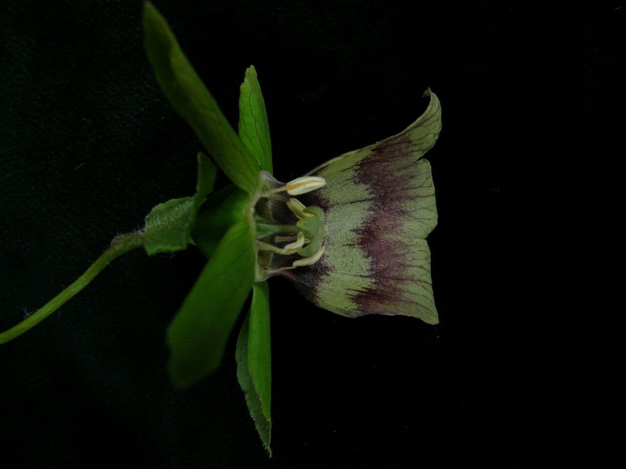 Codonopsis 4