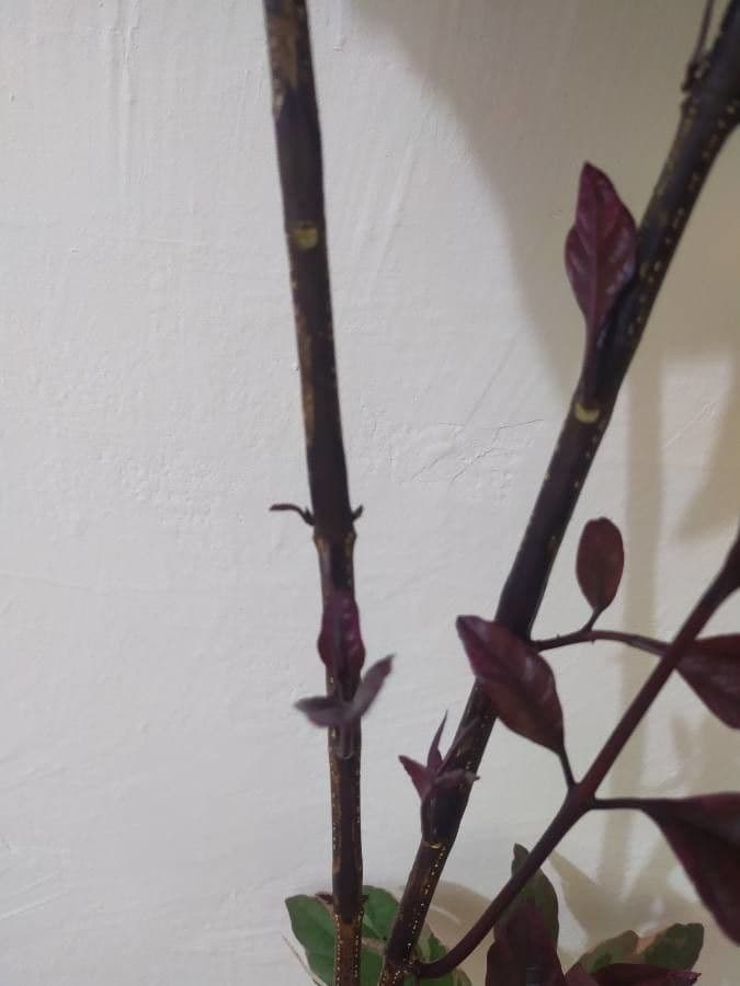 Pseuderanthemum 22