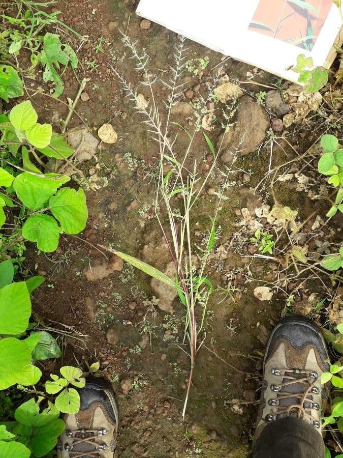 Setaria barbata 7