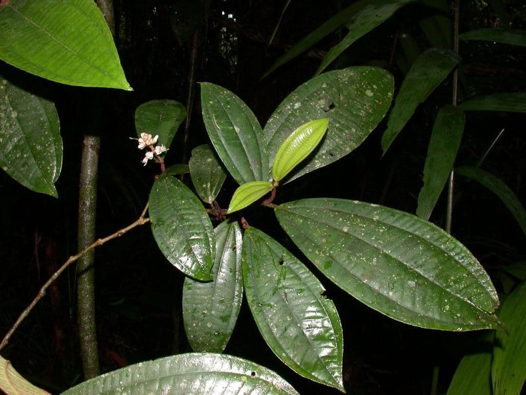 Miconia 17
