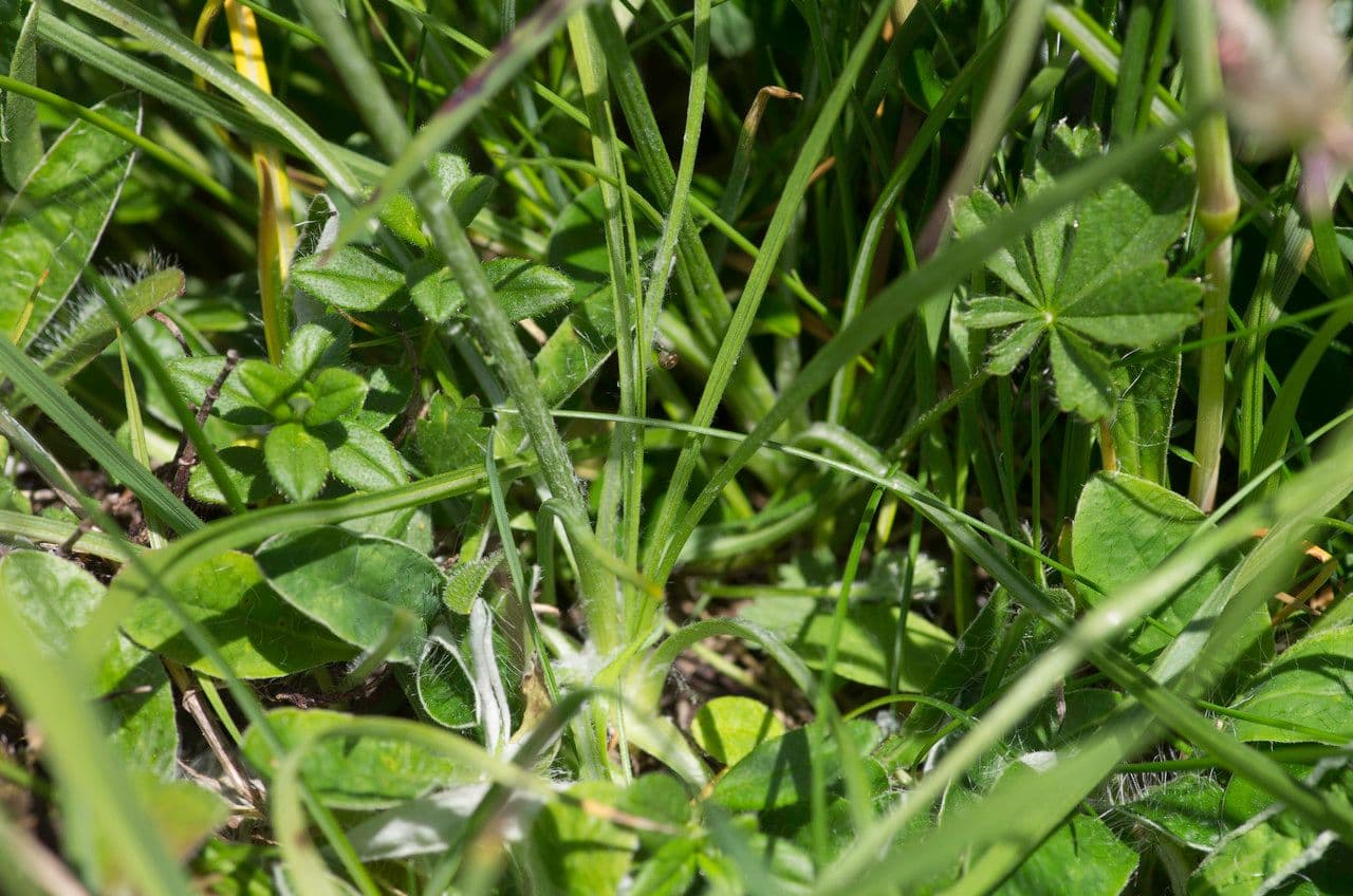 Scorzonera setolosa 6