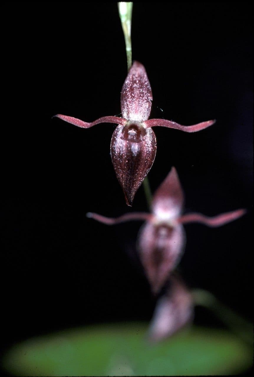 Pleurothallis